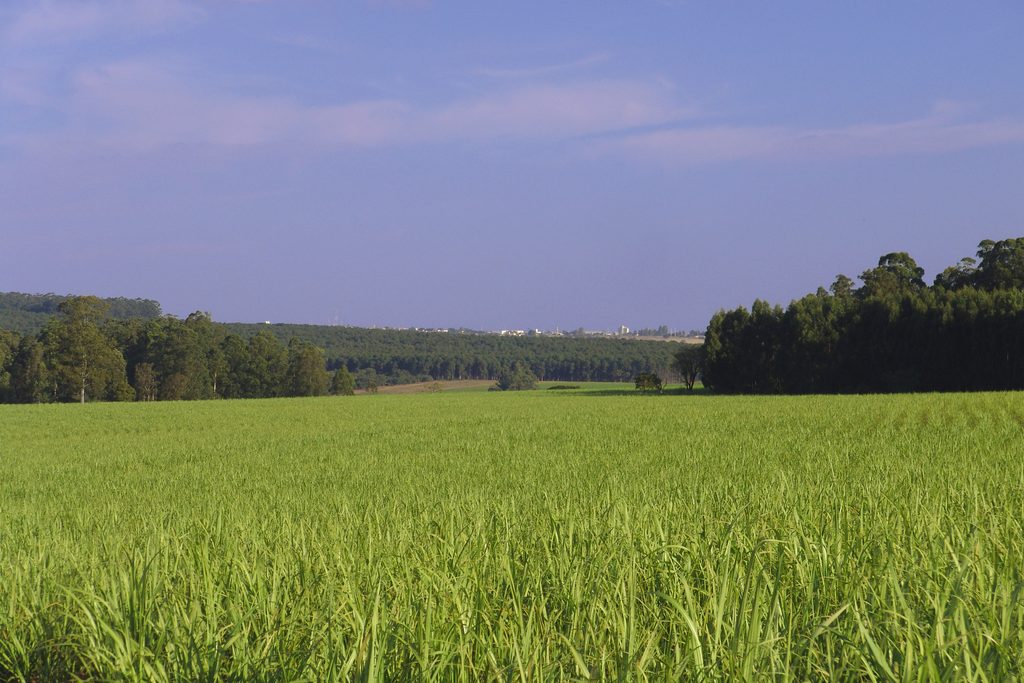 Cana Verde